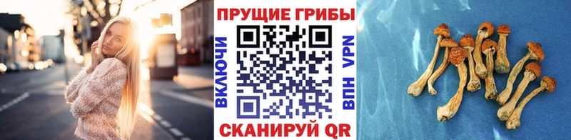 блэк спрут зеркало  Вилюйск  Псилоцибиновые грибы мухоморы 